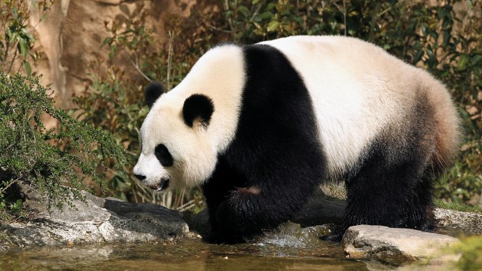 Рыжий медведь Гризли