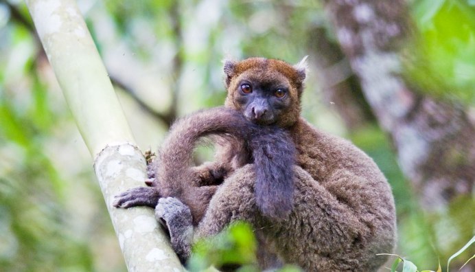 Красная енотовидная Панда