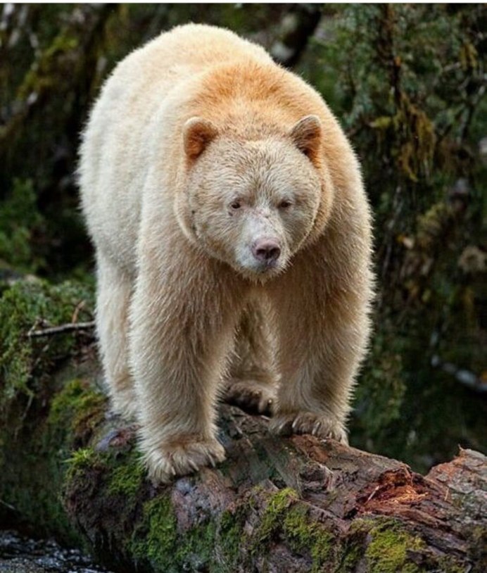 Большая Панда Евразии