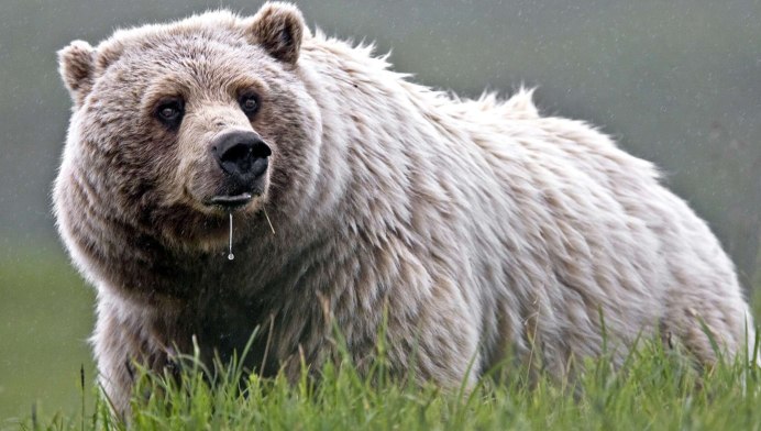 Иногда хочется побыть пандой