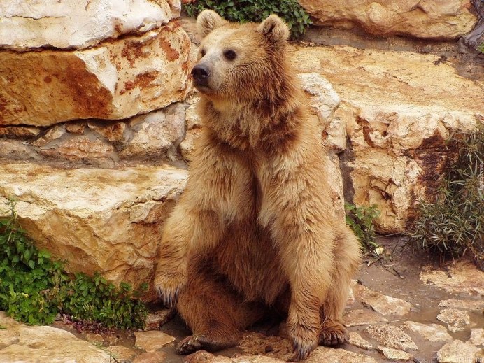 Медведи всех видов