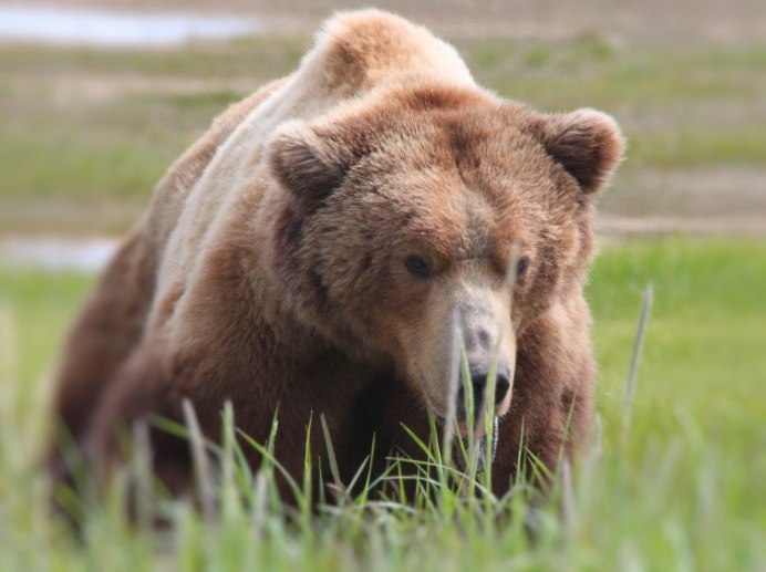 Виды медведей