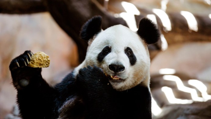 Двухметровый медведь