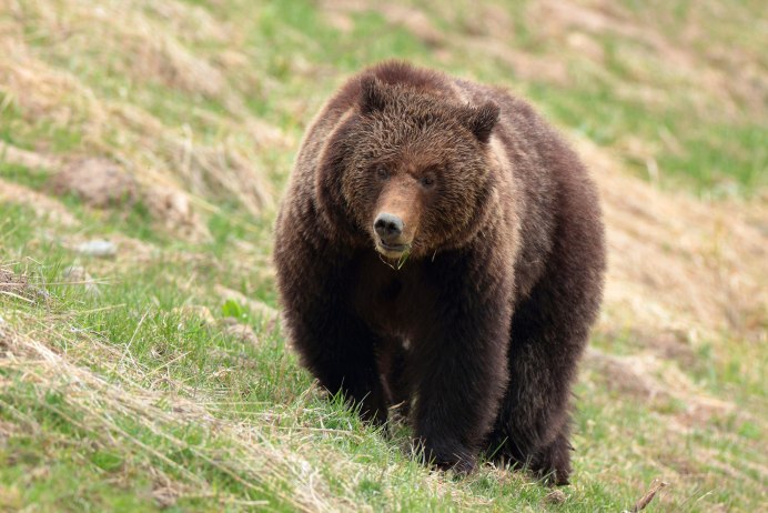 Малая Панда (Ailurus Fulgens