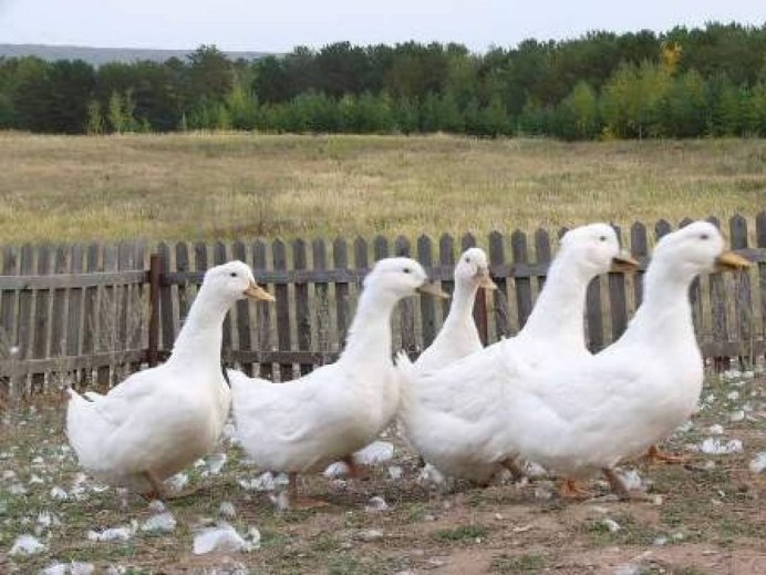Итальянские гуси