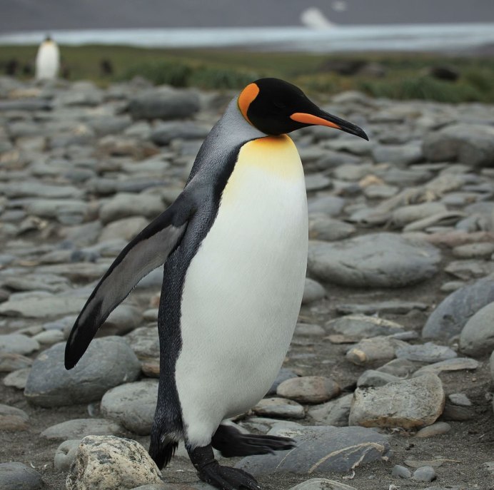 Aptenodytes patagonicus patagonicus