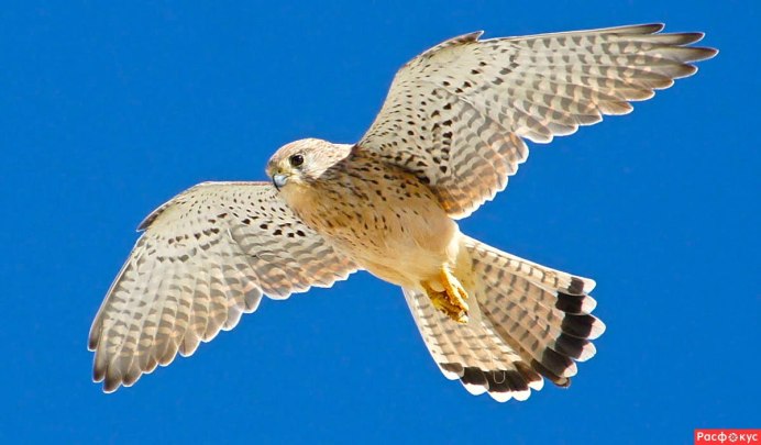 Кречет - Falco rusticolus Linnaeus