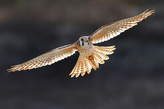Falcon Fly