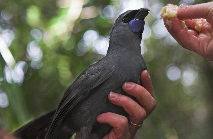 Callaeas cinereus