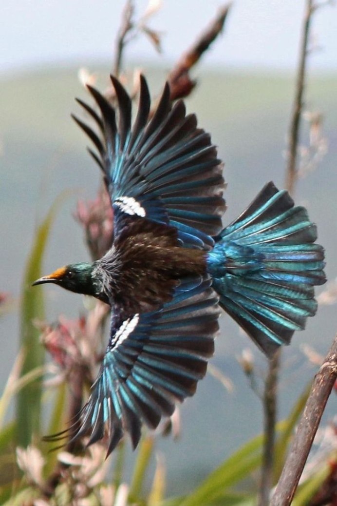 Prosthemadera novaeseelandiae