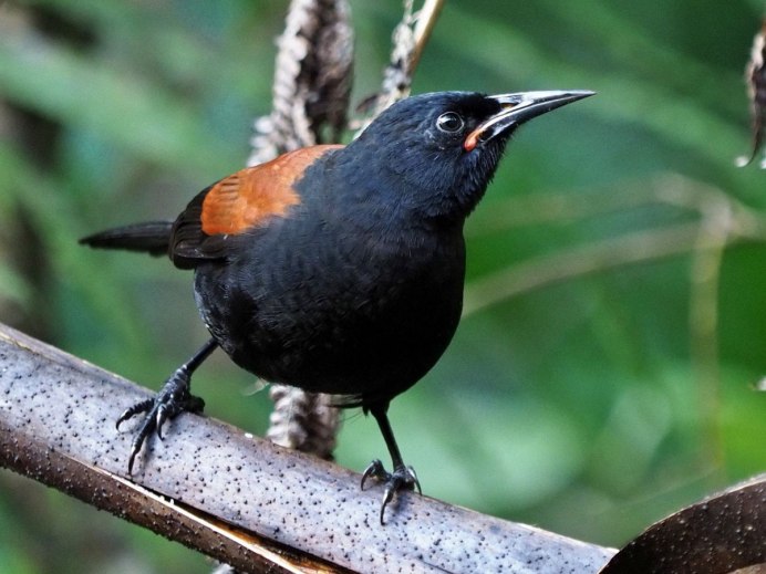 Philesturnus carunculatus