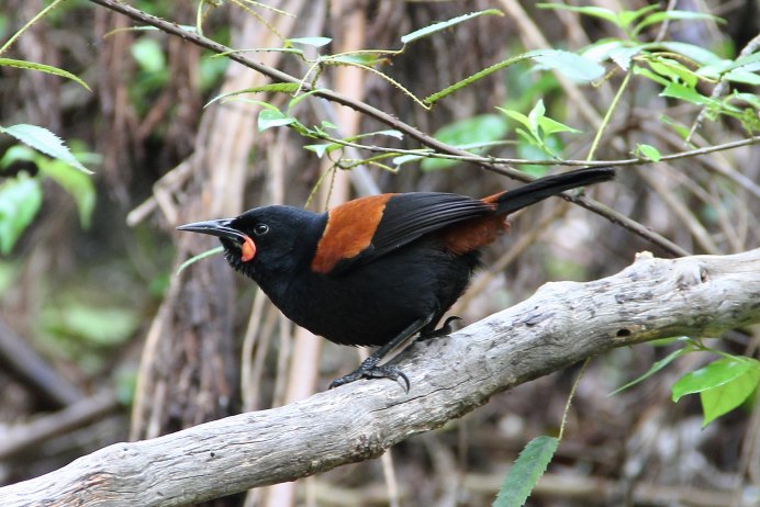 Philesturnus carunculatus