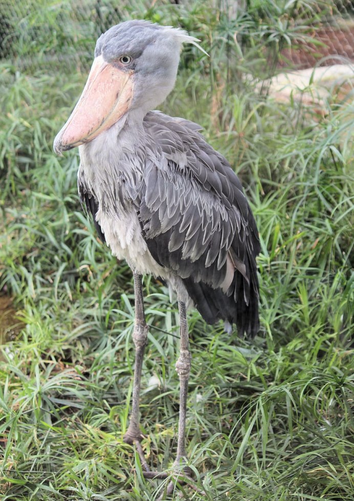 Endangered Birds