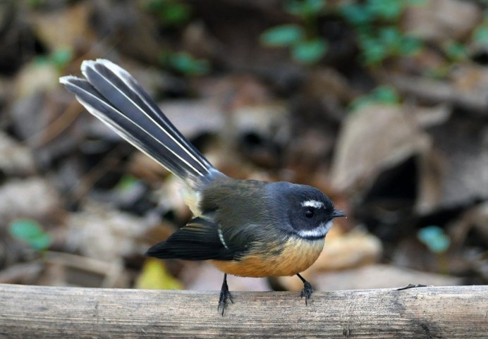 Fantail новая Зеландия