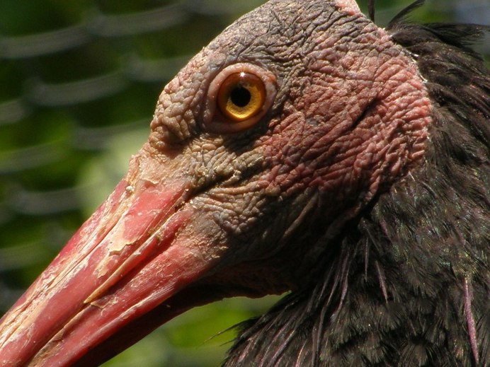 Bald Birds