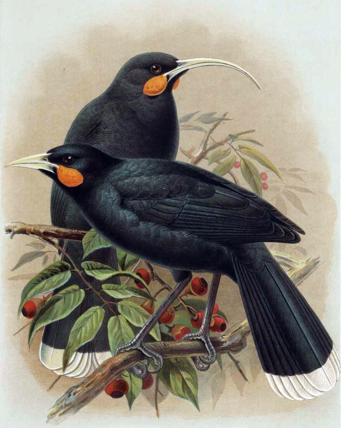 Разноклювая гуйя (Heterolocha acutirostris)