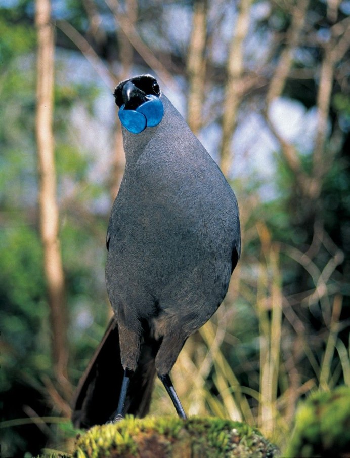 Callaeas cinereus