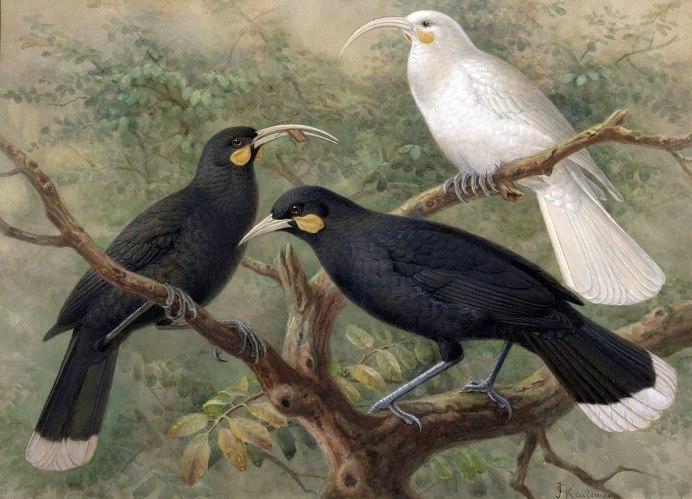 Разноклювая гуйя (Heterolocha acutirostris)