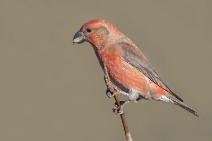 Клёст-Сосновик Loxia pytyopsittacus