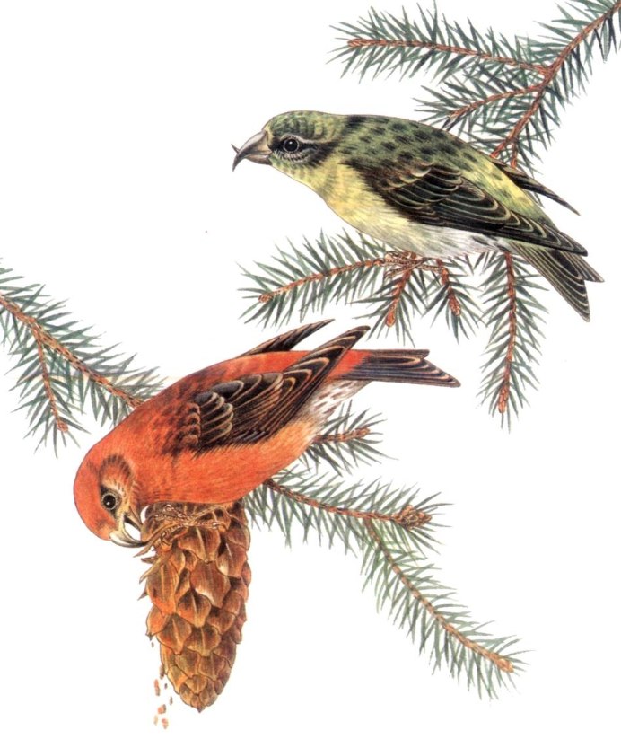 Клёст-Сосновик Loxia pytyopsittacus