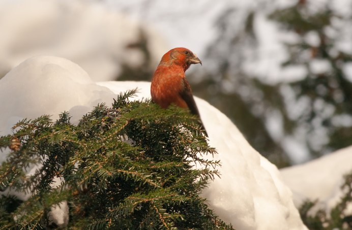 Pine Grosbeak птица