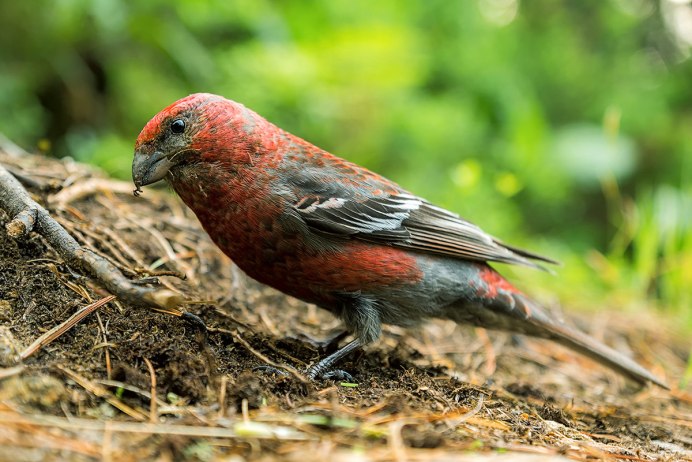 Pine Grosbeak птица