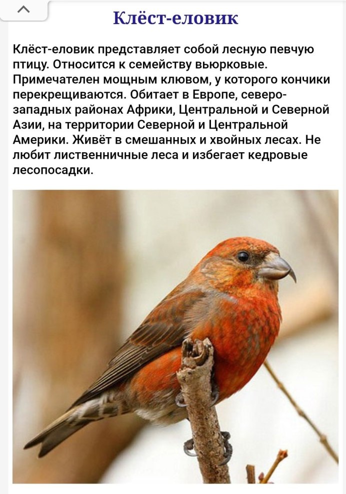 Клёст птица фото и описание