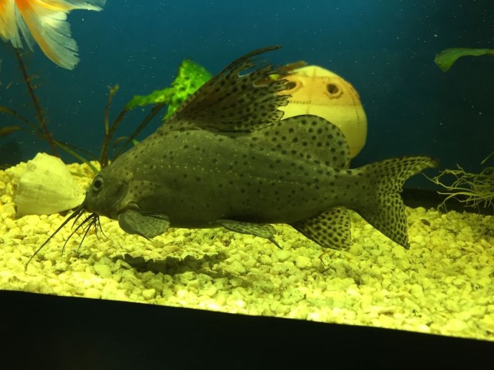 Синодонтис эуптерус (Synodontis eupterus)