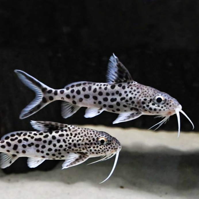 Синодонтис эуптерус (Synodontis eupterus)