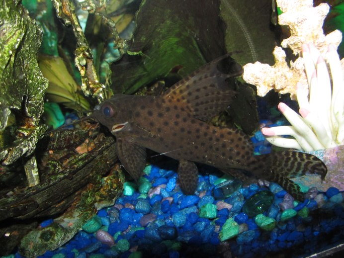 Синодонтис эуптерус (Synodontis eupterus)