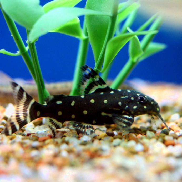 Upside down Catfish