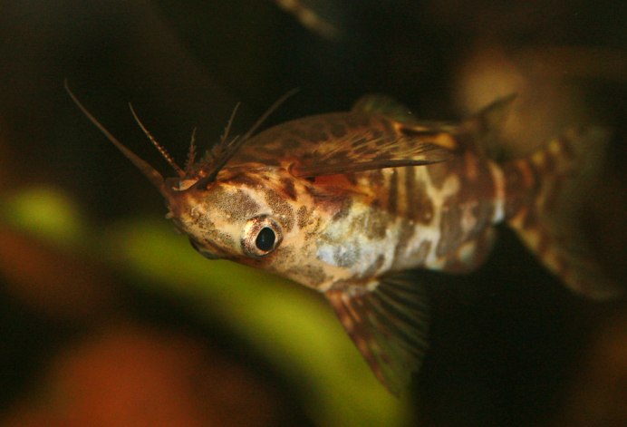 Синодонтис эуптерус (Synodontis eupterus)