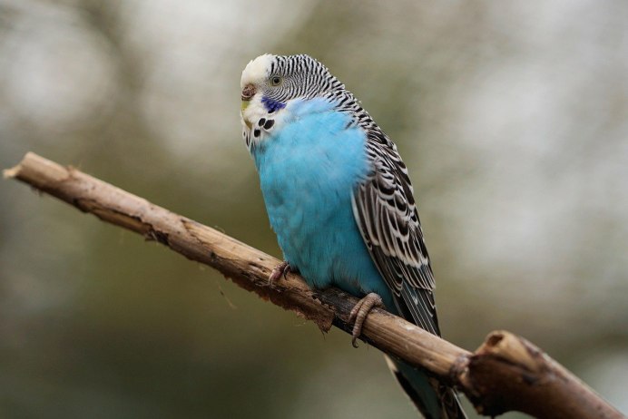 Волнистый попугай Budgie