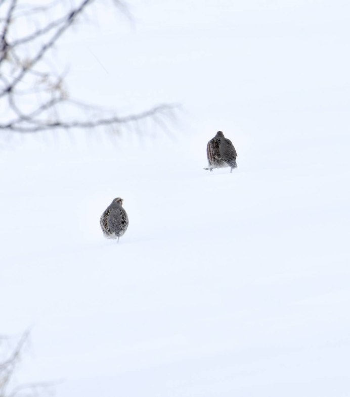 Куропатка летает