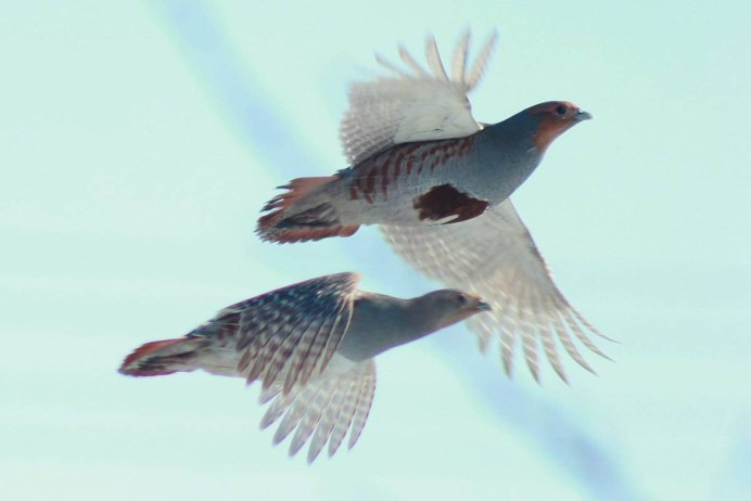 Серая куропатка в полете