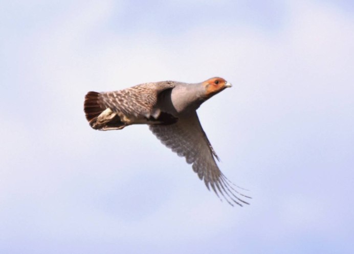 Серая куропатка в полете