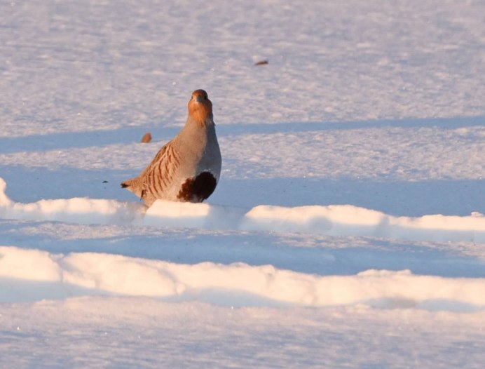 Перепел в полёте