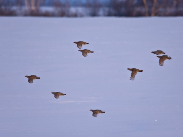 Мефодий перепелятник 3 июля