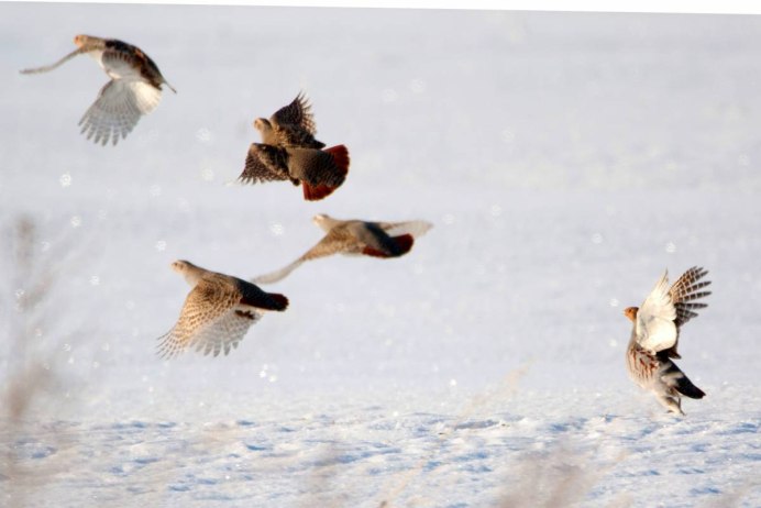 Куропатка летит