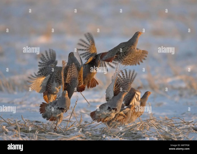 Серая куропатка в полете