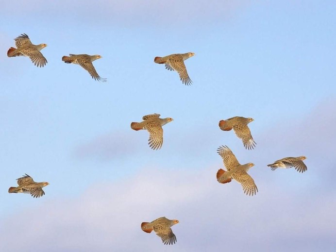 Серая куропатка в Омской области
