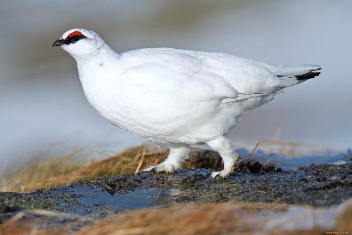 Серая Степная куропатка