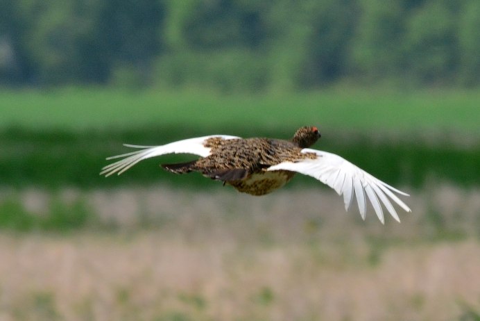 Рыжий кеклик Испании