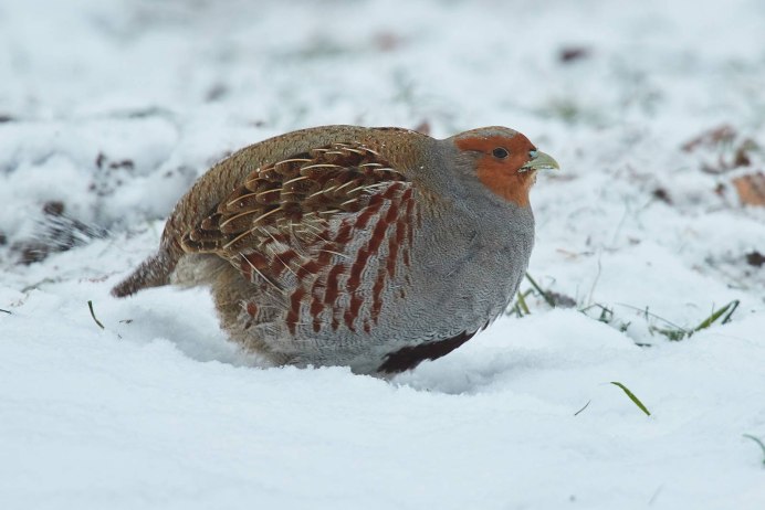 Серая Степная куропатка