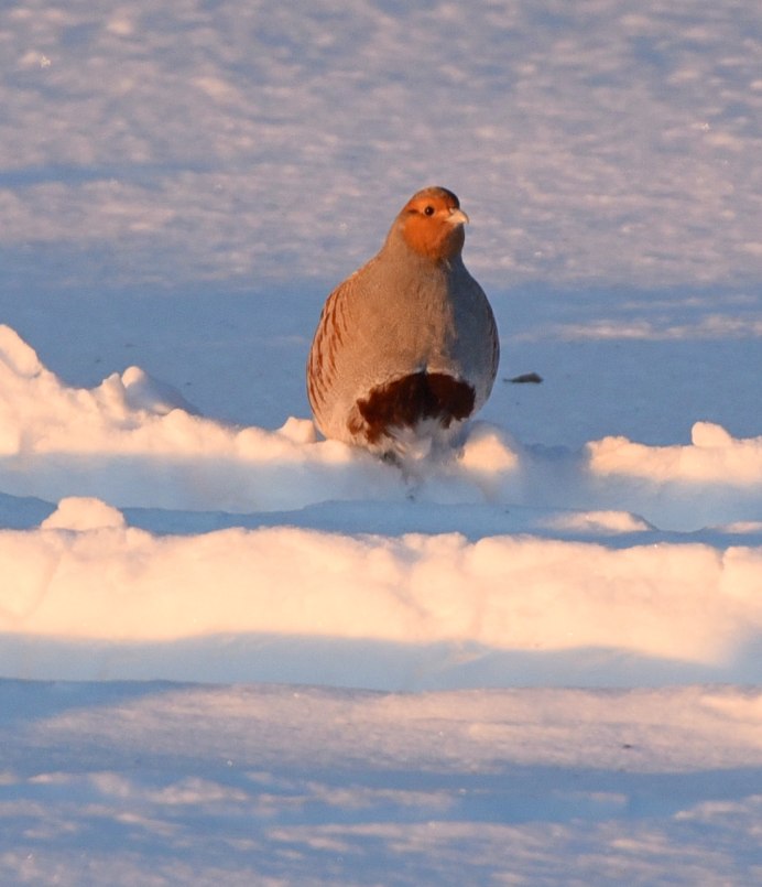 Куропатки Сибири