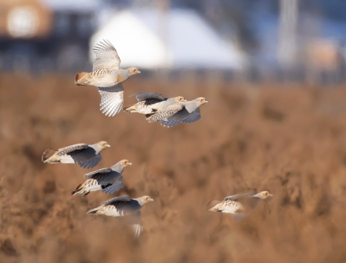 Серые куропатки в Крылатском 2022