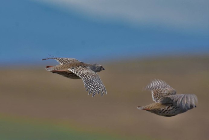 Бородатая куропатка в Хакасии
