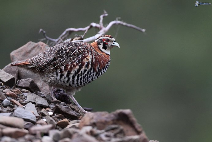 Белый Тундровый рябчик птица