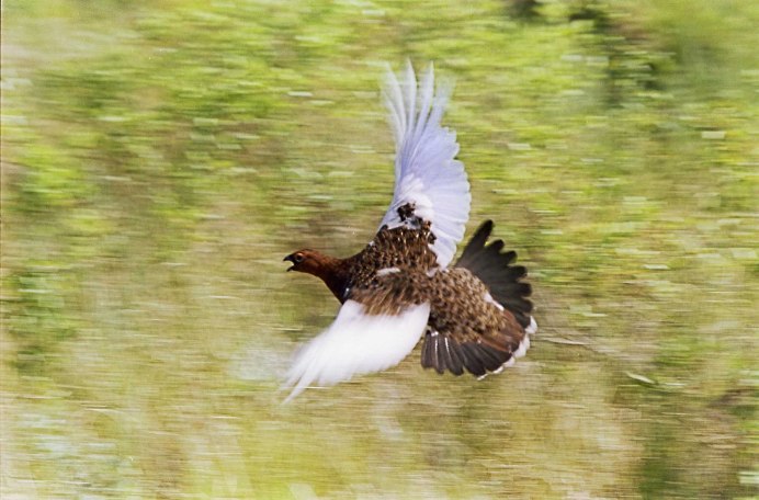 Белая куропатка в полёте
