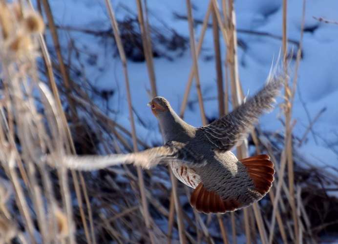 Серая куропатка полет